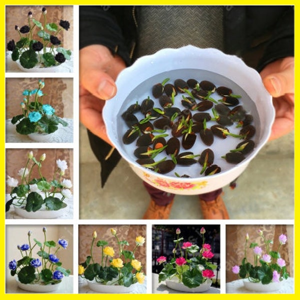 5Pcs Bowl Lotus Flower Seeds Water Lily Home Garden Plants Multi-Color Mix NEW