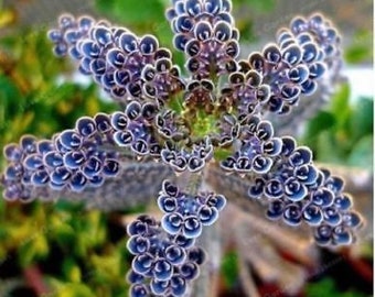 25 Rare Dark Blue Kalanchoe Seeds Succulent Flower Seed Flowers 5123 US VENDEUR