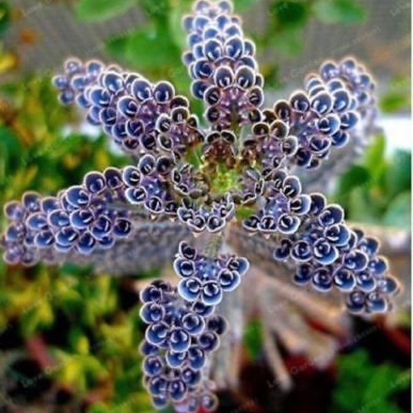 25 Rare Dark Blue Kalanchoe Seeds Succulent Flower Seed Flowers 5123 US SELLER