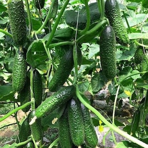 20PCS Seeds Cucumber Zubrenok Early Vegetable Giant Organic Heirloom NON-GMO