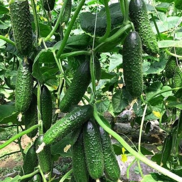 20PCS Seeds Cucumber Zubrenok Early Vegetable Giant Organic Heirloom NON-GMO