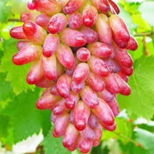 50PCS Rare Finger Grape Seeds Advanced Fruit Seed Natural Growth Grape Delicious