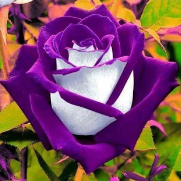 50PCS White Purple Rose Seeds Flower Bush Perennial Shrub Flowers Seed. (#9808)