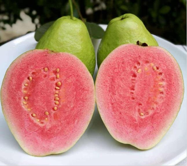 15+ Pink Jumbo Guava Seeds (Psidium Guajava L) – Fresh Organic Guayaba – USA Grown