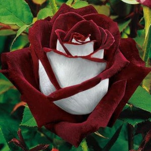 50Pcs Osiria Rose Hybrid Seeds Fresh Exotic Blood Red and White Rose seed(#1287)