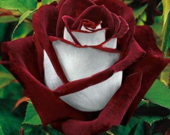 50Pcs Osiria Rose Hybrid Seeds Fresh Exotic Blood Red and White Rose seed(#1287)
