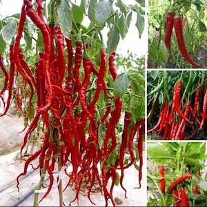 USA-Seller 30Pcs Giant Spicy Red Chili Hot Pepper Seeds