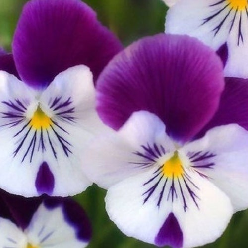 Pansy Swiss Giants Mix Seeds - Viola wittrockiana 50 Seeds.