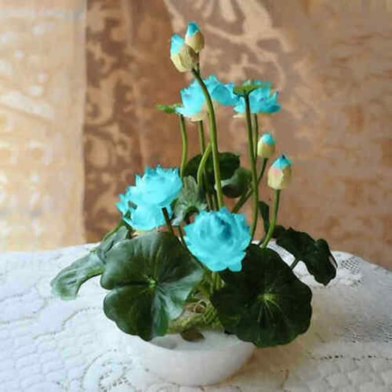 5 Stück Schale Lotus Blumensamen Seerose Hausgarten Pflanzen Multi-Color Mix NEU Bild 2