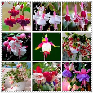 Peut inclure: Un collage de neuf images présentant différentes variétés de fleurs de fuchsia. Les fleurs sont de différentes nuances de rose, rouge, blanc et violet. Certaines fleurs sont en fleurs, tandis que d'autres sont en bouton. Les fleurs sont disposées en grille.