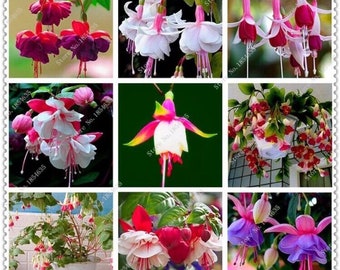 US-50pcs/bag mix Fuchsia Seeds Potted Flowers seeds,bonsai seeds for home garden