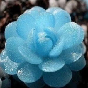 50Pcs Blue Succulents Seeds Rare Indoor Flower Mini Cactus Seeds.(#3444)