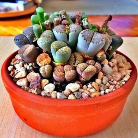 RARE Lithops MIX succulent cactus Exotic living stones desert rock seed 50 SEEDS
