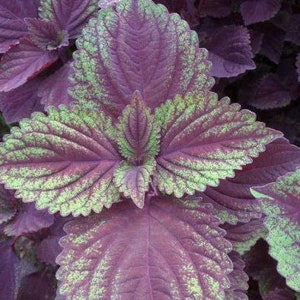 100 Purple & Green Shiso Seeds Japanese Basil Perilla frutescens var. crispa #0628