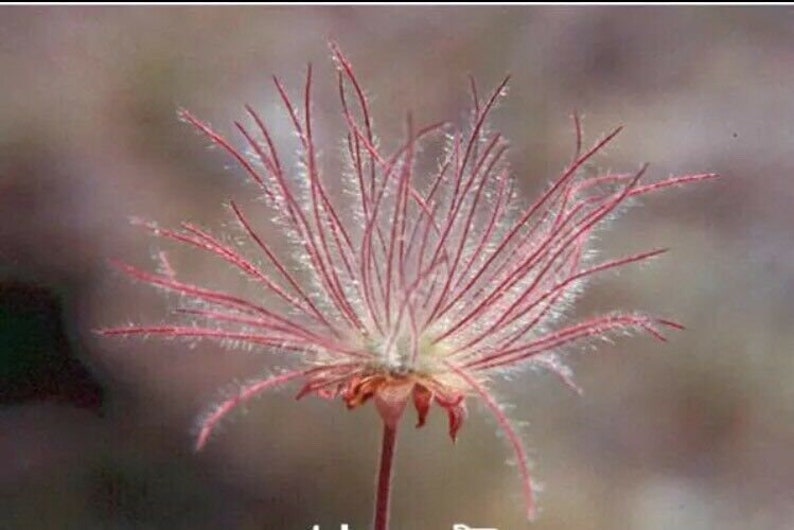 40 seeds Prairie Smoke seeds bonsai potted rare flower seeds image 3