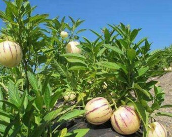 100 Semi Di Melone Pera (Pepino) - Pianta Rara Da Frutto, Per Giardino O Interni - Foto 2