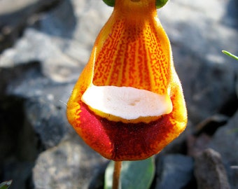 50 Stück Happy Alien (Calceolaria Uniflora) Blumensamen (Kein Tracking#)