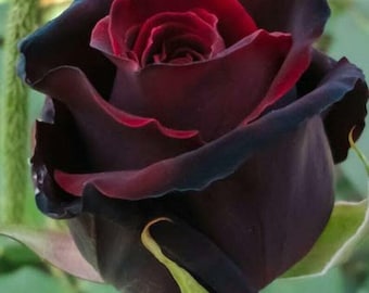 50 Red Black Rose Seeds Flower Bush Perennial Bloom Shrub Flowering Seed
