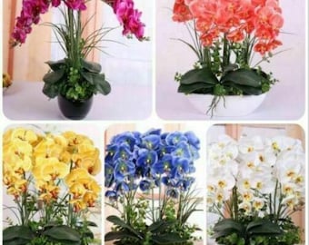 50pcs gemengde kleuren Phalaenopsis zaden Bonsai balkon bloem orchidee zaden. (#1125)