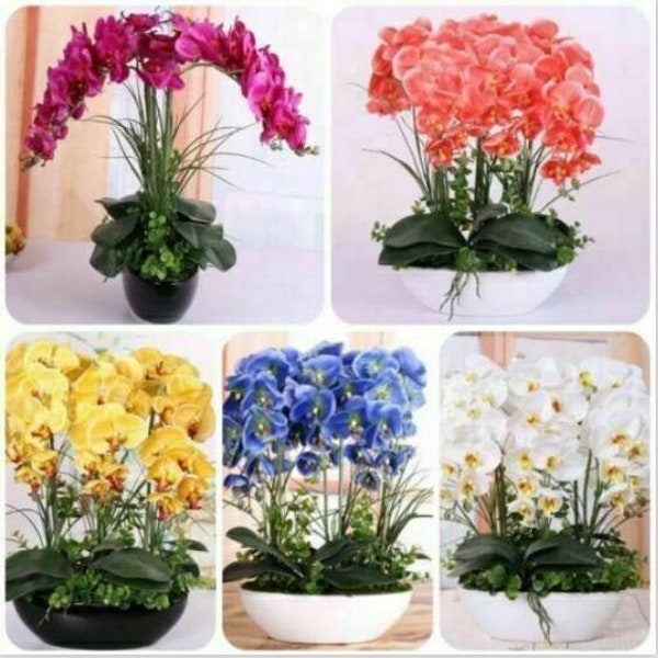 50Pcs Mixed Colors Phalaenopsis Seeds Bonsai Balcony Flower Orchid Seeds.(#1125)