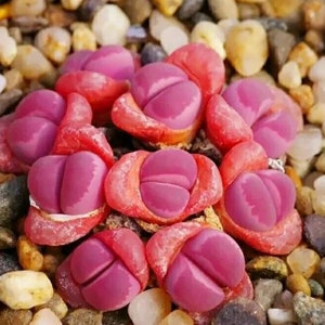 Könnte beinhalten: Nahaufnahme von mehreren leuchtend rosa und roten Lithops-Pflanzen, auch bekannt als Lebende Steine, eingebettet zwischen kleinen, bunten Kieselsteinen. Die Sukkulenten haben ein einzigartiges, gespaltenes Aussehen mit tiefrosa Farbton und roten Rändern.
