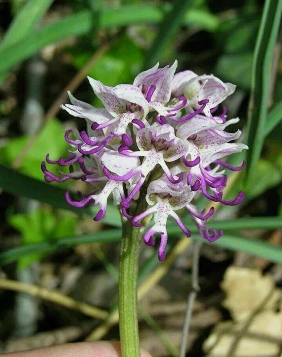 50pcs Naked Man Orchid (Orchis Italica) Flower Seeds Bonsai (#8634)