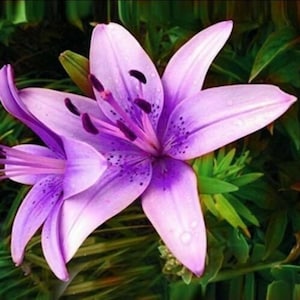 Dwarf Asiatic Lily - Etsy
