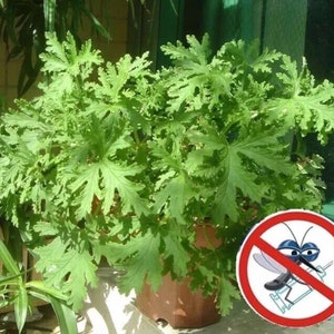 Graines de citronnelle Mozzie buster mosquito repellent plant 50 graines Pas de suivi image 1