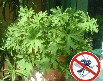 Citronella seeds Mozzie buster mosquito repellent plant 50 seeds (No tracking#)