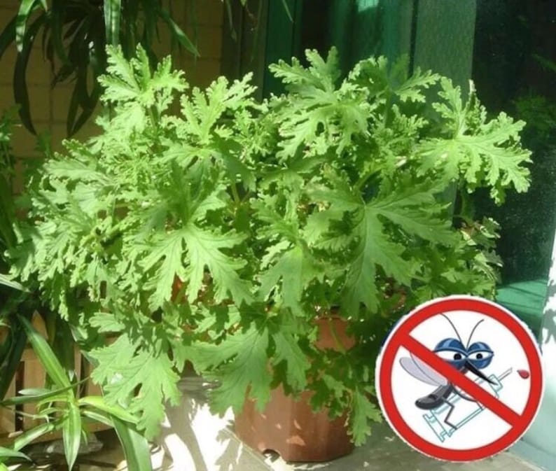 Graines de citronnelle Mozzie buster mosquito repellent plant 50 graines Pas de suivi image 1