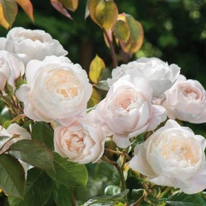 50Pcs Rare seed Desdemona Rose Seeds -(#1977)