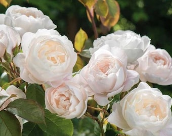 50Pcs Rare seed Desdemona Rose Seeds -(#1977)