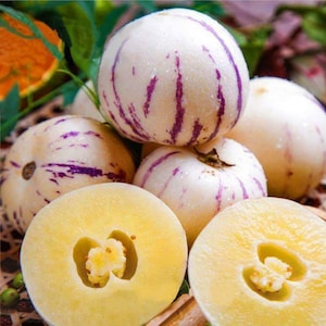 Pepino Melon seed Melon pear or sweet cucumber Exotic fruit 10 seeds