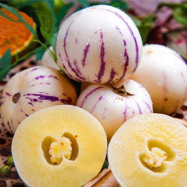 Pepino Melon seed Melon pear or sweet cucumber Exotic fruit 10 seeds