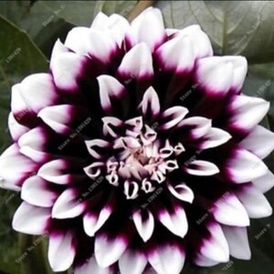 thumbnail interactive-video image 1 of 20 Purple & White Edinburgh Dahlia Seeds – Rare Exotic Flower Seeds (Perennial, USA Seller) 1 of 3