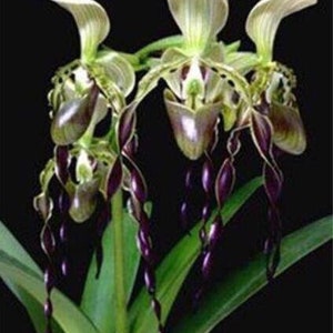 US-Seller Brazilian specialties of Cypripedium flower seeds orchid 50 Seeds