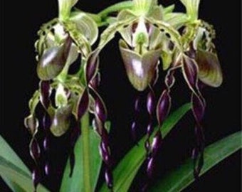 US-Seller Brazilian specialties of Cypripedium flower seeds orchid 50 Seeds