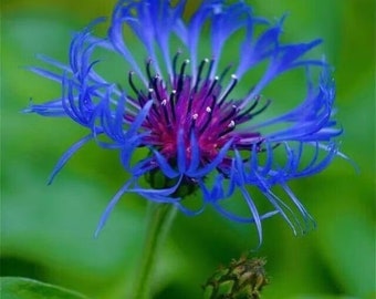 Centaura Montana bee balm, spotted, 50 seeds, RARE PERENNIAL! blue flower.