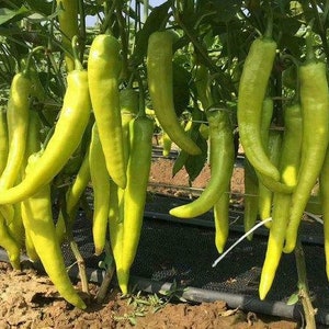 20Pcs Rare Thai White Chili Pepper Seeds, Extremely Hot! Heavy Producer!