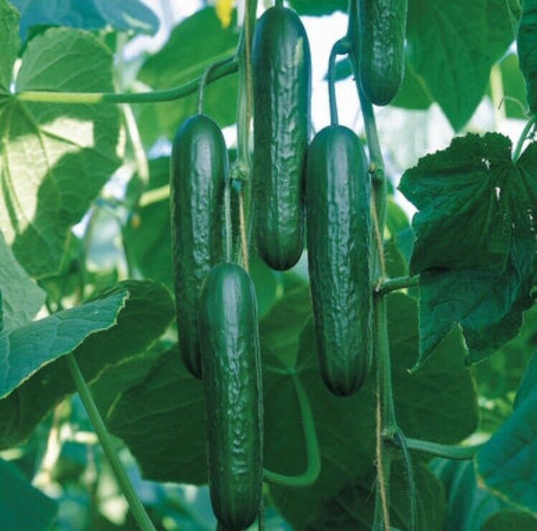 Cucumber Seed 20PCS Seeds Cucumbers Cuke Cucumis Sativus Organic Bulk Seeds Etsy