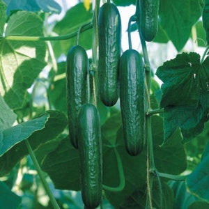May include: A close-up of a vine with several green cucumbers hanging from it. The cucumbers are long and slender, with a smooth, dark green skin.