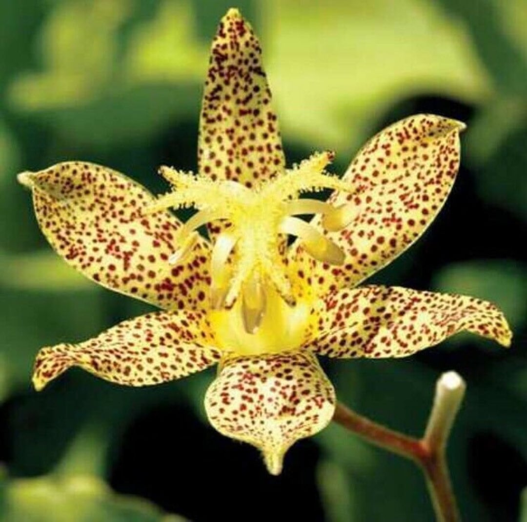 50 Tricyrtis Japanese Toad Lily Flower Seeds / Perennial Deerresistant