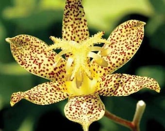 50+ Tricyrtis  Japanese Toad Lily Flower Seeds / Perennial Deer-Resistant Shade Plants | Better Homes & Gardens . #2082