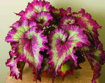 50Pcs Pink Green Begonia Flower Seeds (5713)