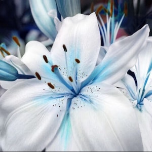 50+ Seeds Blue Lily / blue Rare Lily Plant Seeds Potted