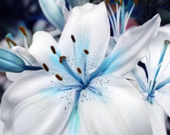 50+ Seeds Blue Lily / blue Rare Lily Plant Seeds Potted