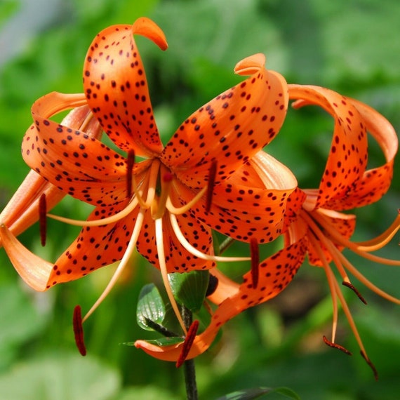50+ Lilium Turks Cap Lily Flower Seeds / Perennial.#4936 - Etsy