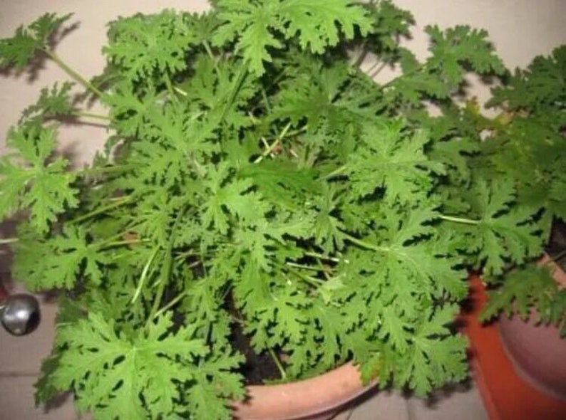 Citronella Seeds Australia