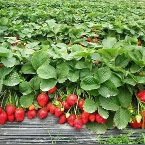 New Strawberry Giant, Larget Fruit, Everbearing 100PCS SEEDS. 3416 image 1