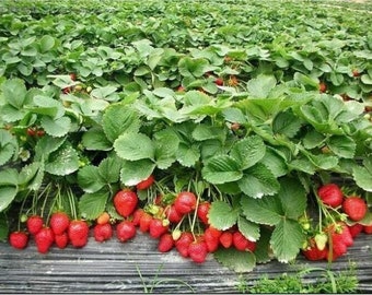 New Strawberry* Giant*, Larget Fruit, Everbearing 100PCS SEEDS. (#3416)